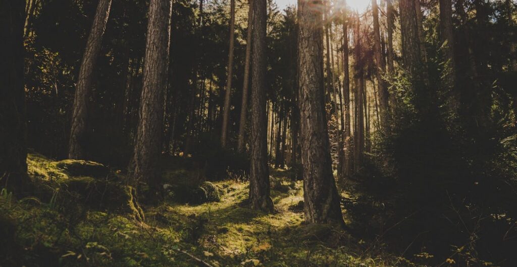 Zakup lasów i gruntów leśnych – ogłoszenie od Nadleśnictwa Celestynów